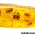 Amber with inclusions